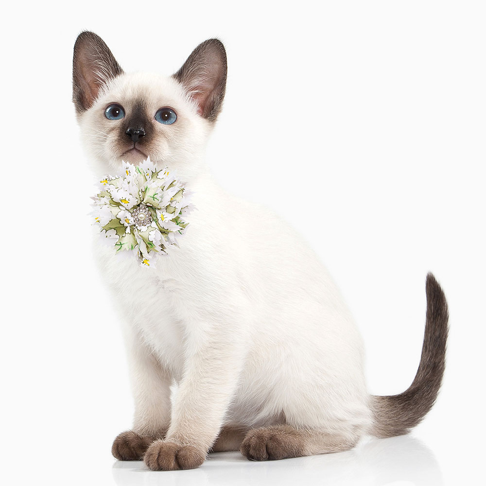 Nministériels d papillon régla - Pet Supplies Hours avis et prix