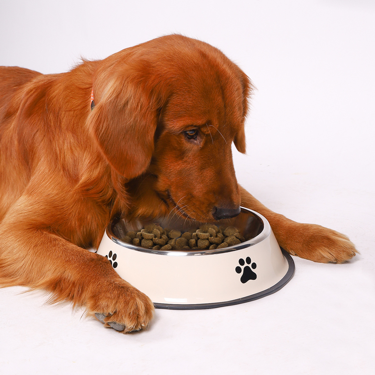 Bol pour animaux de compagnie  - Pet Supplies Hours avis et prix